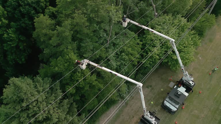 How Our Tree Care Process Works  in Steeleville, IL